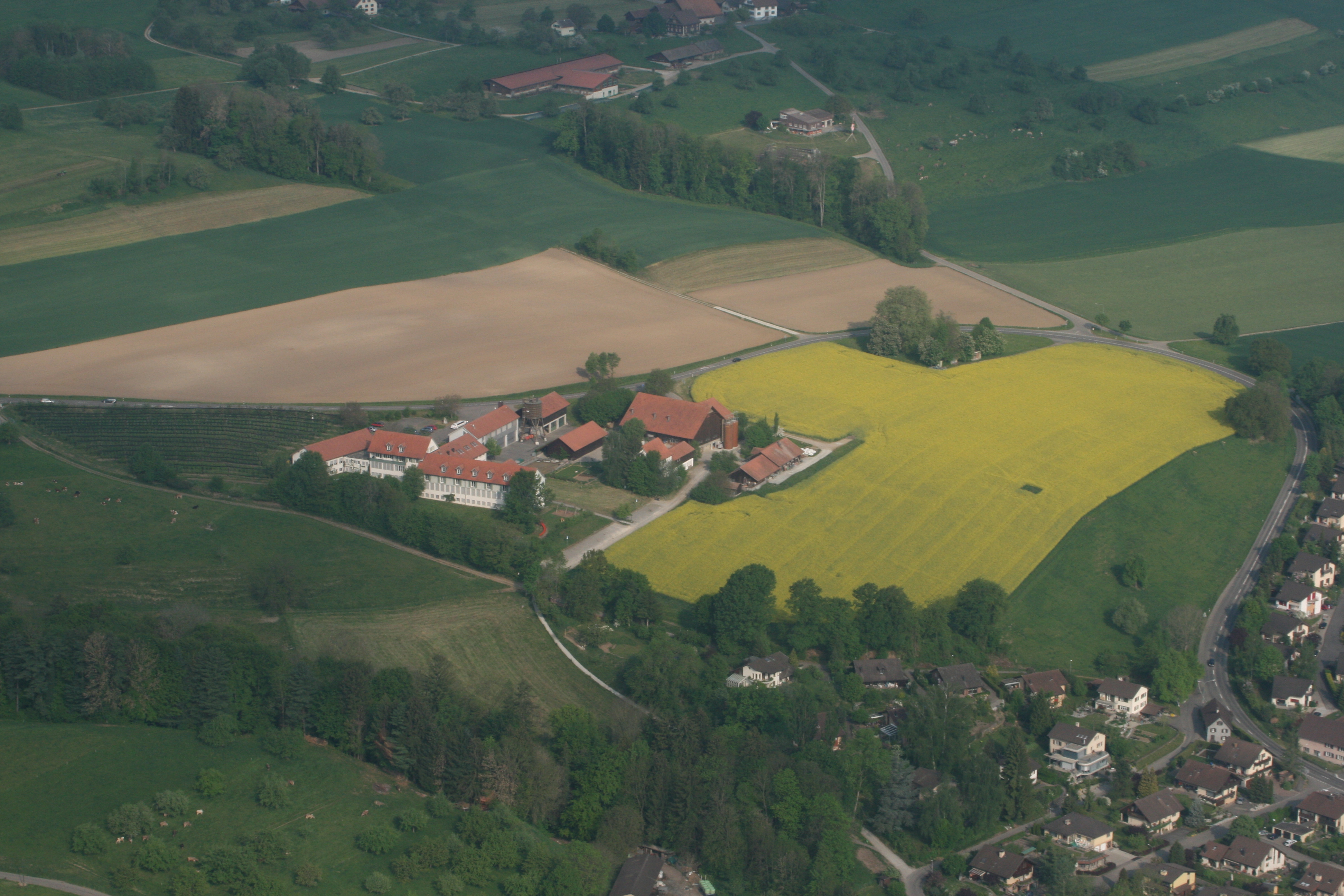 Kirschen aus dem Roos